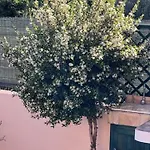 Βίλα Villino Le Pavoncelle Torre delle Stelle